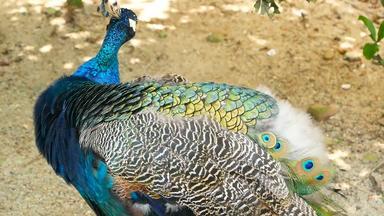 优雅的野生异国情调的鸟色彩斑斓的艺术羽毛关闭孔雀变形羽毛飞行印度绿色孔雀